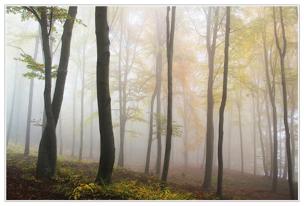 autumn-